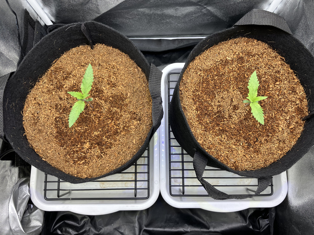 aIMG_1221 (marzo 20  2023)