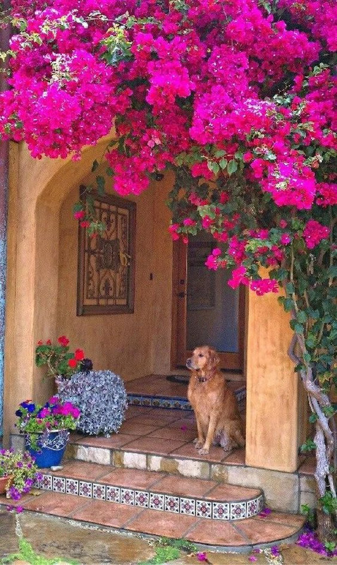 magentaflowersandog.jpg