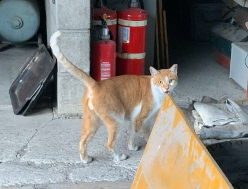 Whenever it’s mealtime, Prince comes to greet me. Today again, I hear his sweet little voice asking for food.
ご飯の時間になると、必ず迎えに来る。今日も王子君のかわいい声が聞こえる。
