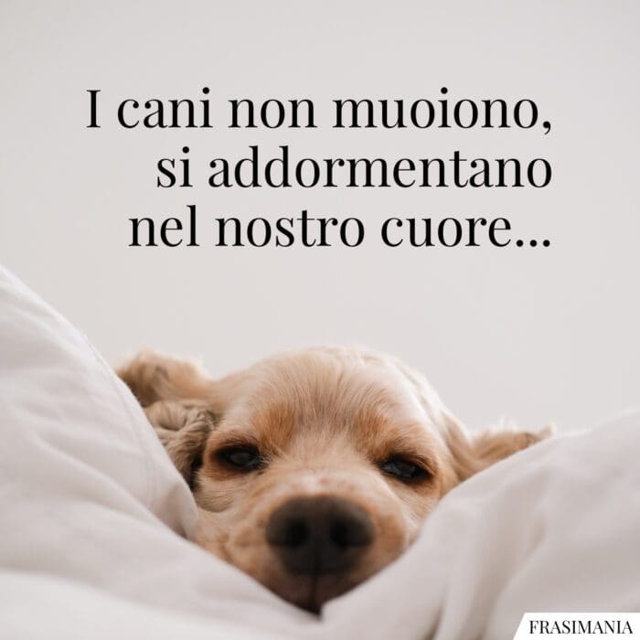 [Image: frasi-condoglianze-cane-addormentano-700x700.jpg]