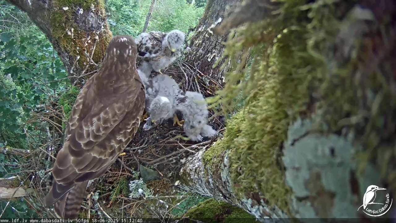 Melnās klijas (Milvus migrans) Kurzemē_ peļu klijāni (Buteo buteo) 17-25-23 screenshot