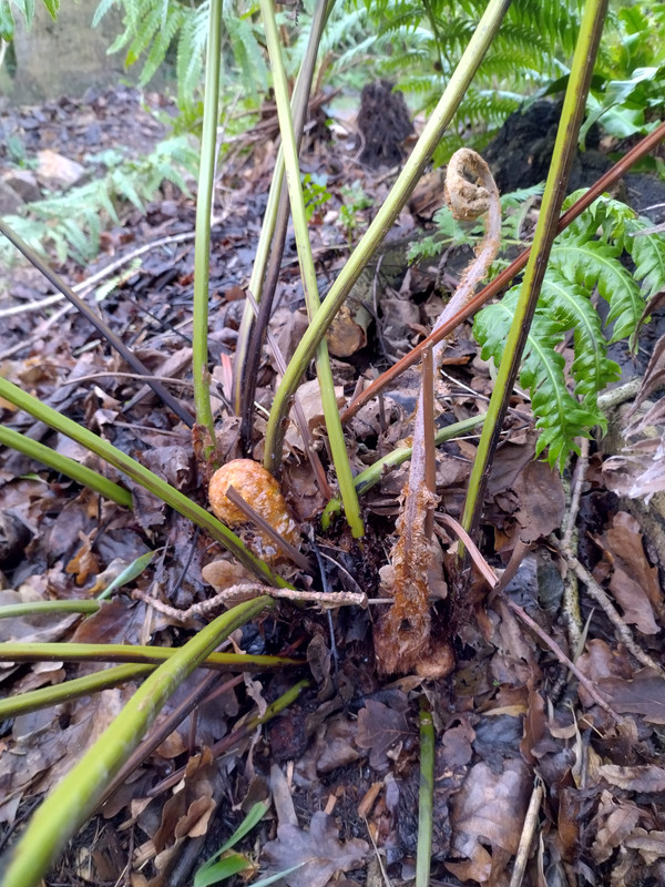 IMG 20260130 094515490