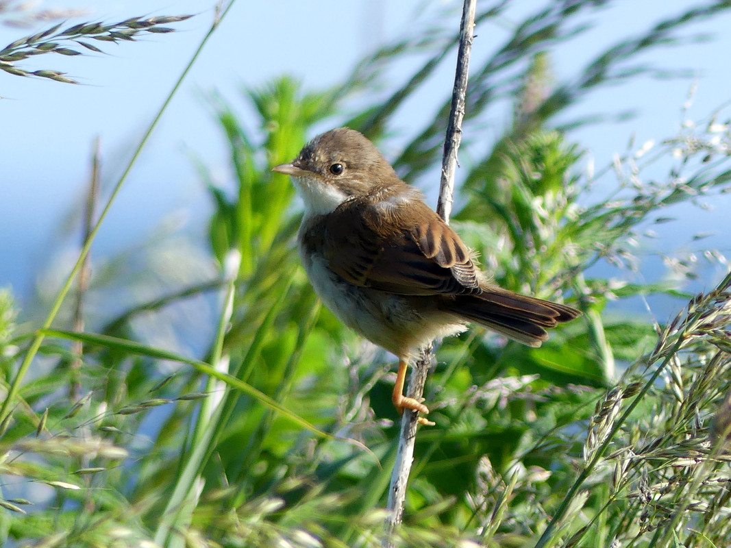 WHITETHROAT 12 260623