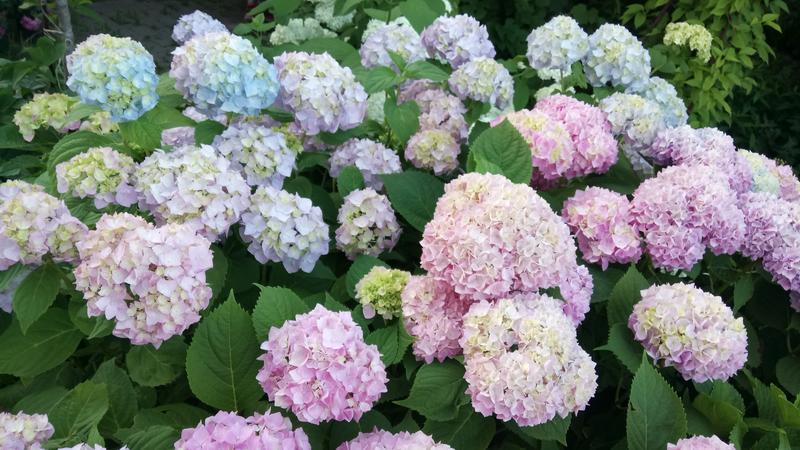 DSC_1363