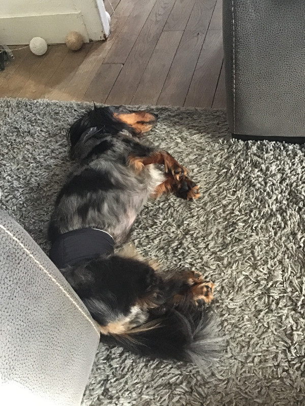 [Image: 0-BFB03-E6-8680-482-F-B30-C-23461-BAAB381.jpg]