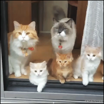 https://i.postimg.cc/rsqt2Jk1/375b0121b833acf6b4f7a807ae6518d6.gif