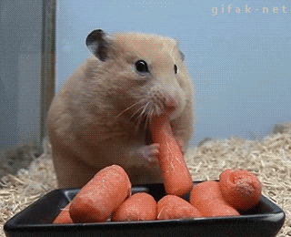 Hamstergiphy.gif