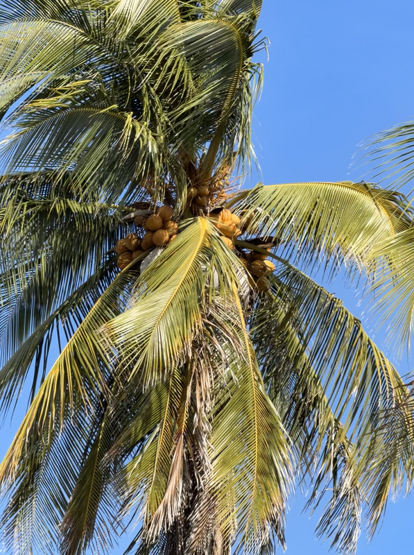 [Image: cocotree17.png]