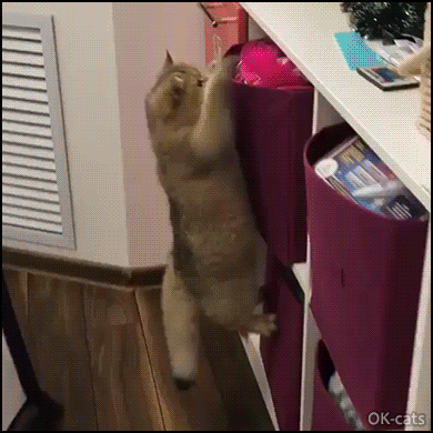 Hilarious-Cat-GIF-Miiiine-Angry-cat-tries-hard-to-catch-that-pink-feather-but-fails-hahaha.gif