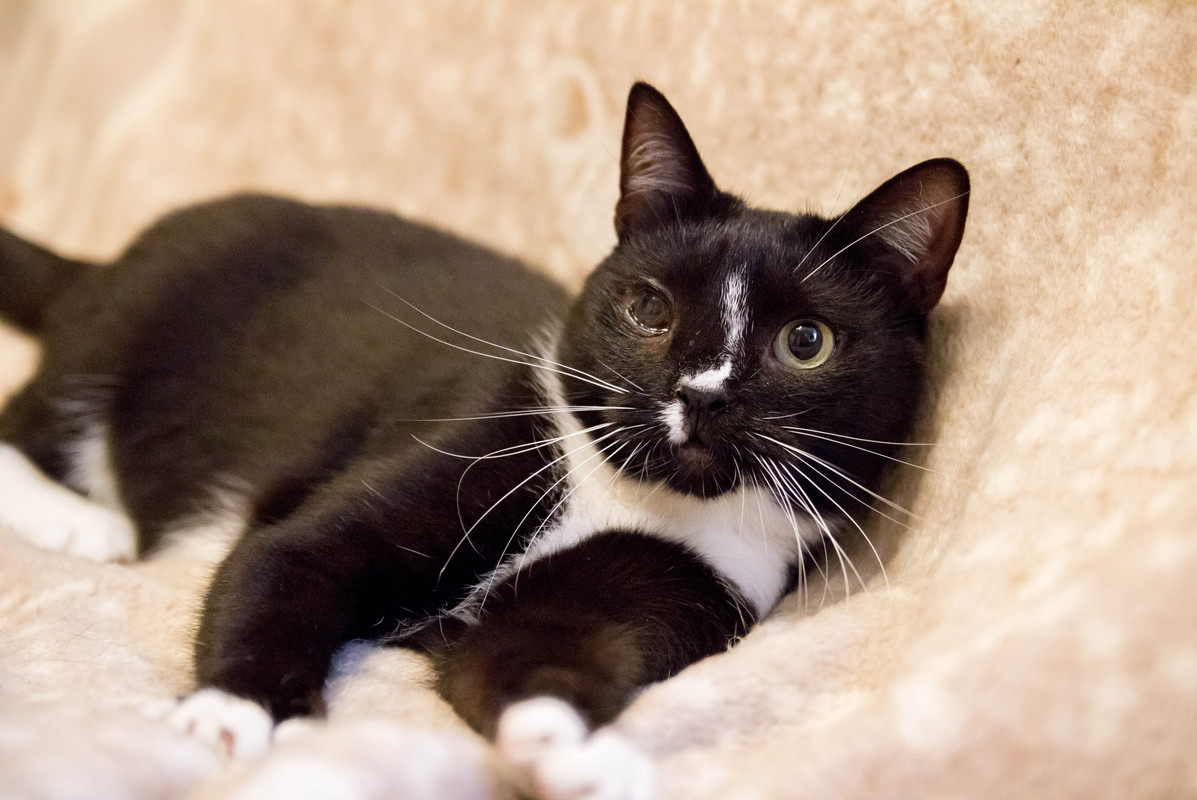 черная с белым-1-12