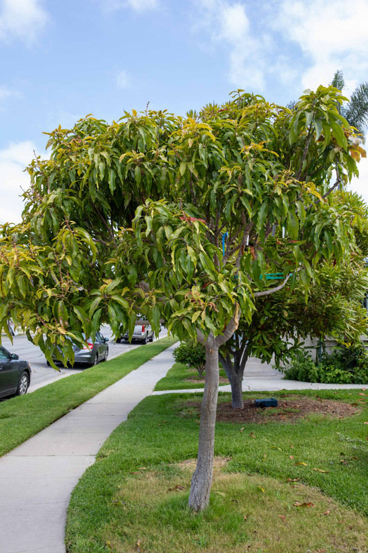 8U1A2584  Lemon Zest Mango Tree at 10 Noon (6-29-2023)