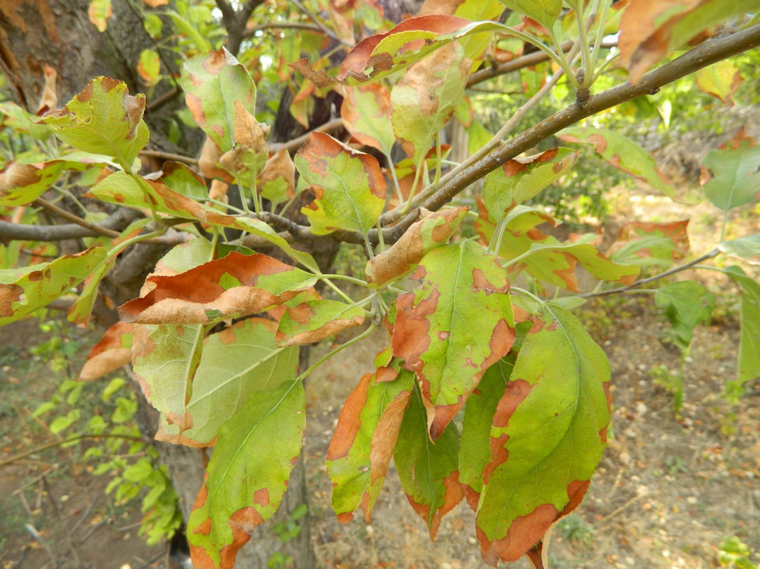 01_болезнь_хим. ожог