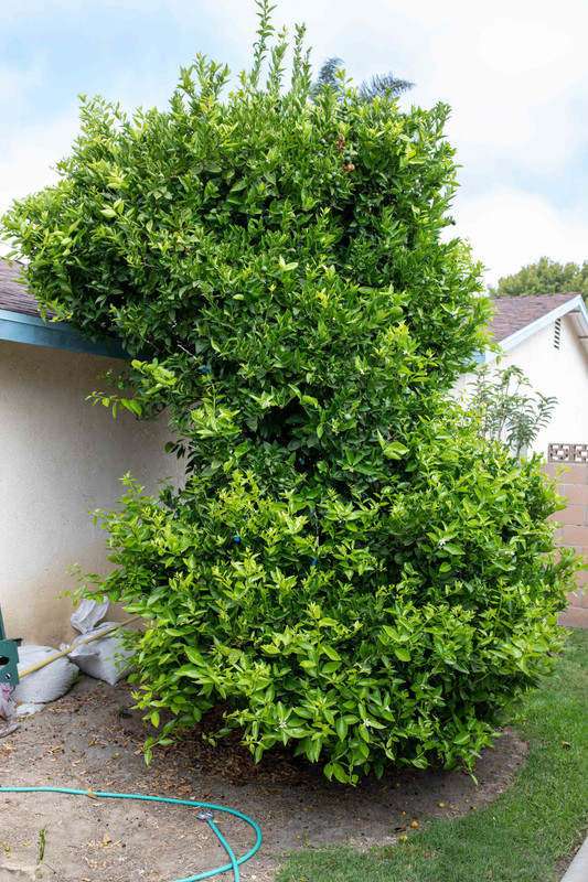 8U1A2580  Yosemite Gold Mandarin Tree with New Growth Flush (8-9