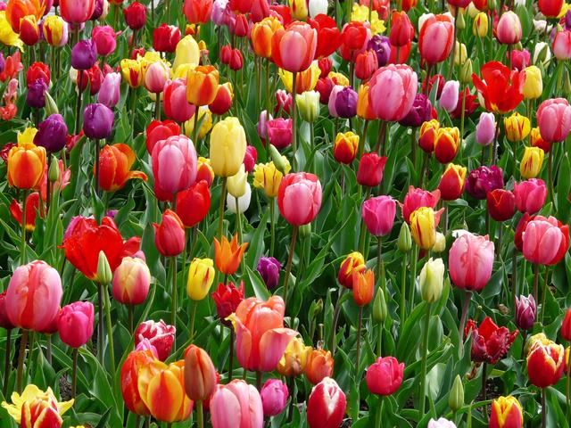 Canva-Red-Purple-and-Yellow-Tulip-Fields.jpg