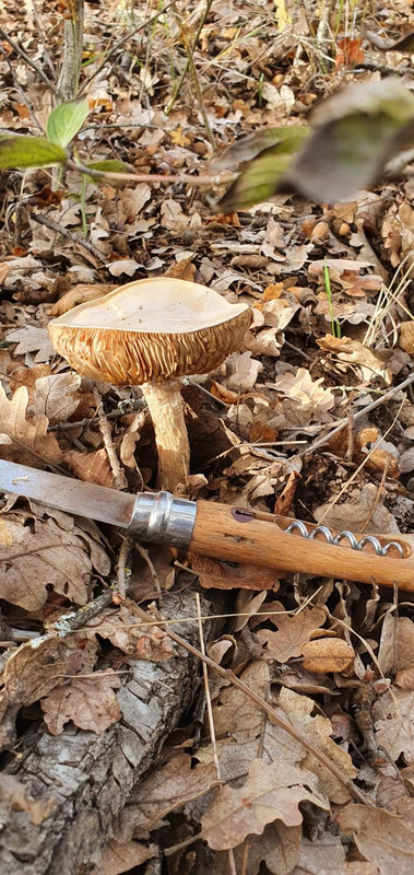 изображение_viber_2020-11-16_11-24-4