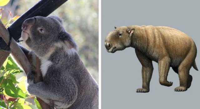 Animales-11