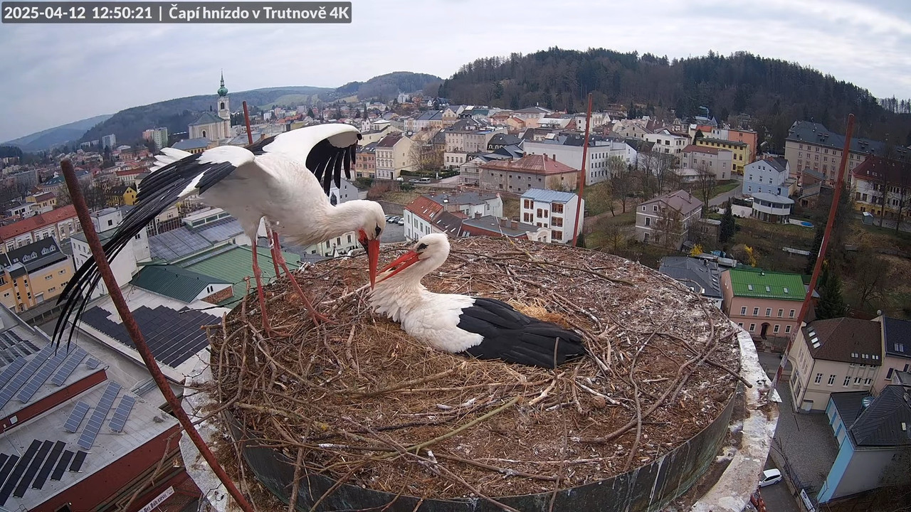 Tiešraidē no stārķa ligzdas uz alus darītavas skursteņa Trutnovā 15-1-6 screenshot