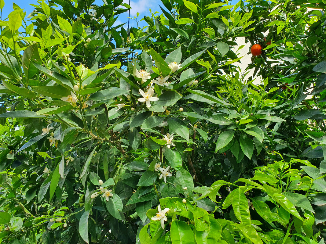 Цветущий мандарин, Хайфа