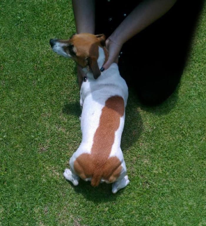 27 животных, которым природа подарила особенный окрас