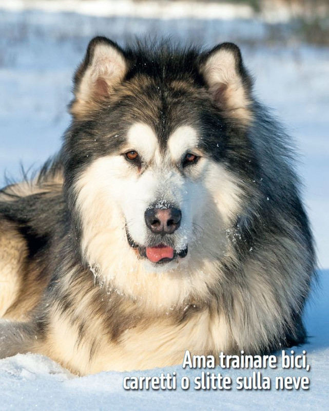 QuattroZampe Feb 2025 (8)