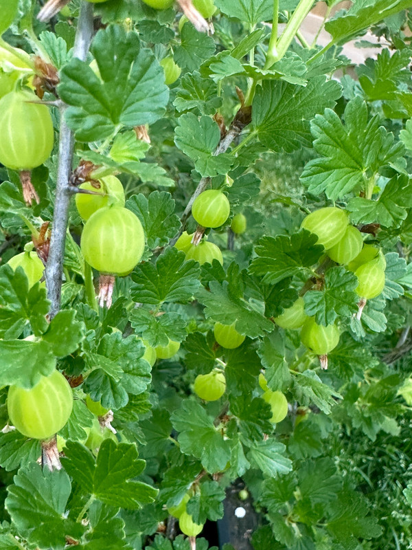 gooseberries-1.jpg
