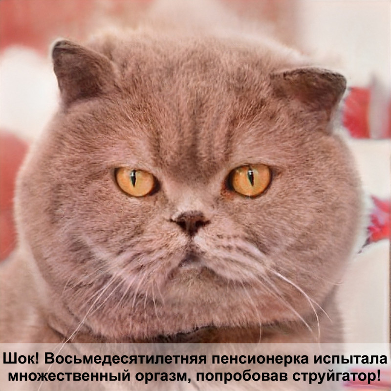 подобрать котенка на улице примета