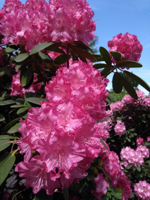 Rhododendron-Blüten im Palmengarten