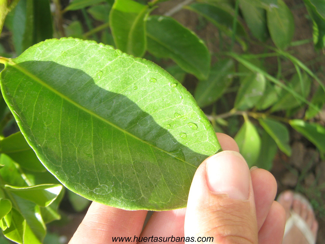 huertasurbanas_com_20180311_114017psidium_robustum-5