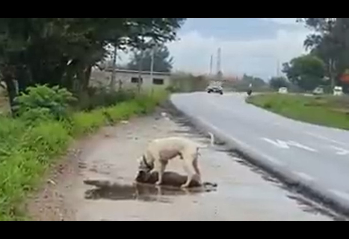 Perrito intenta reanimar a su amigo atropellado, es conmovedor verlo