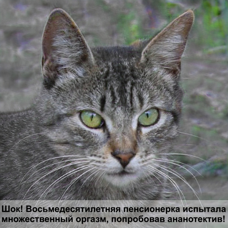 у кошки выпадают усы