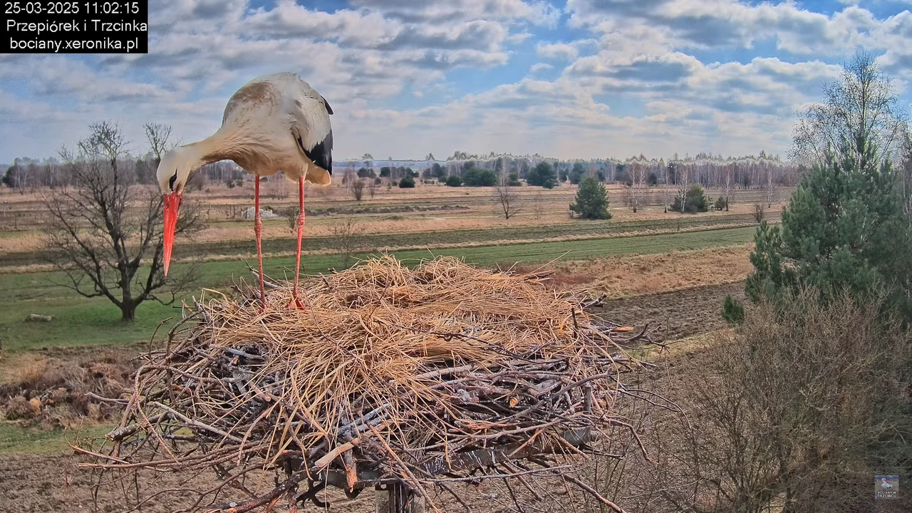 25032025bocian13