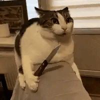 1000019329.gif
