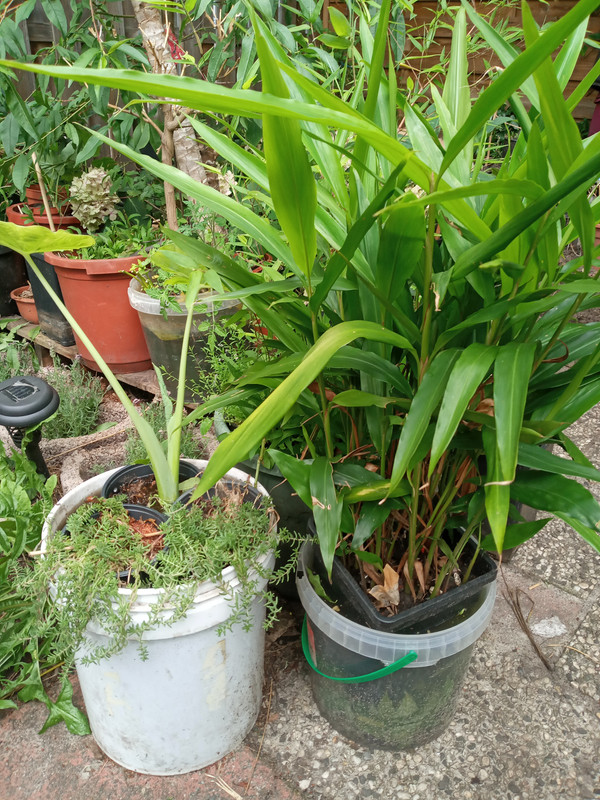 [Image: 20210813-151606.jpg]
