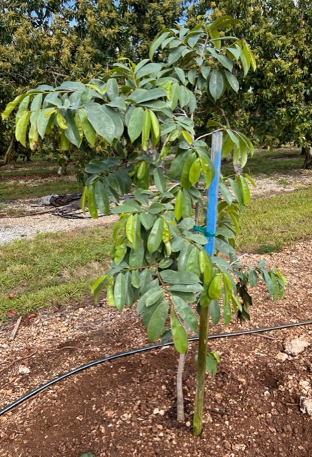 Cuban Fiberless