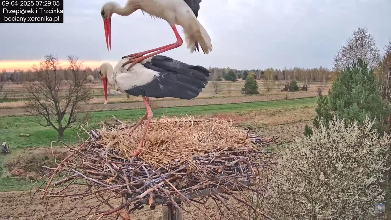 09042025bociany_46