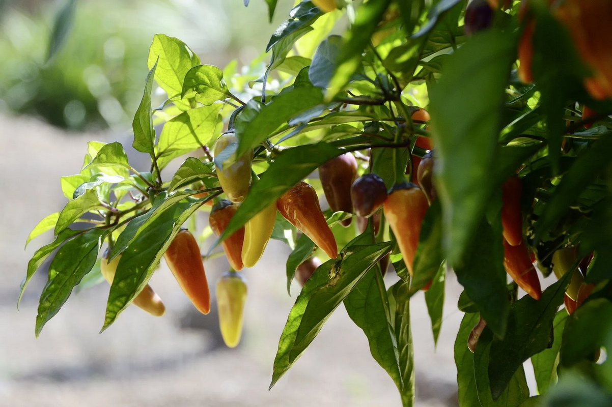 ¿Cuál es el fertilizante ideal para plantas de chiles?