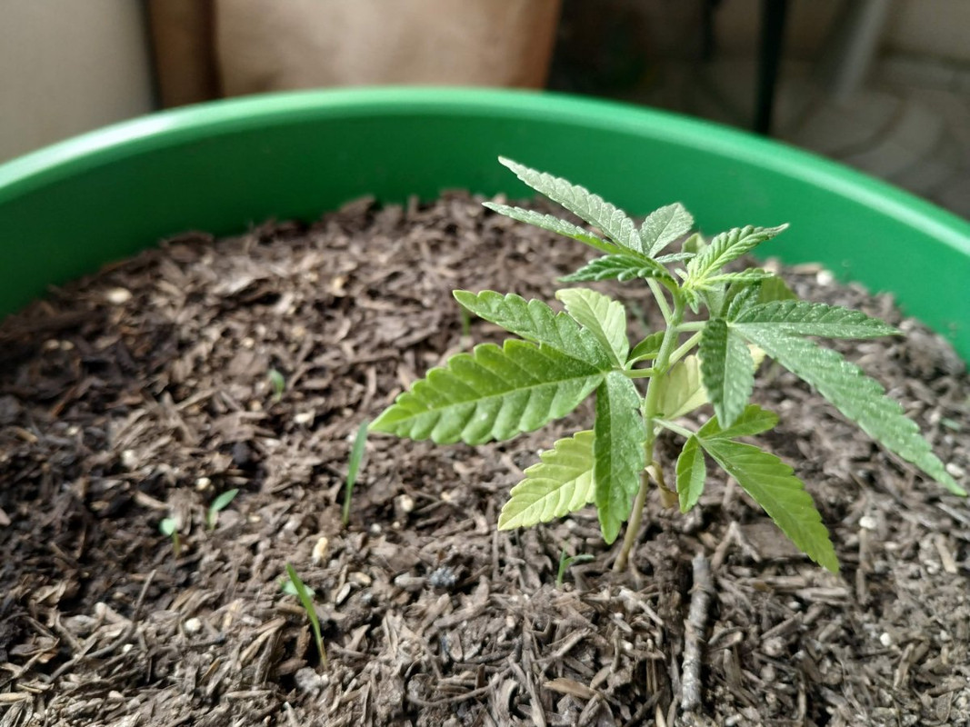 IMG_20210207_161527(1)