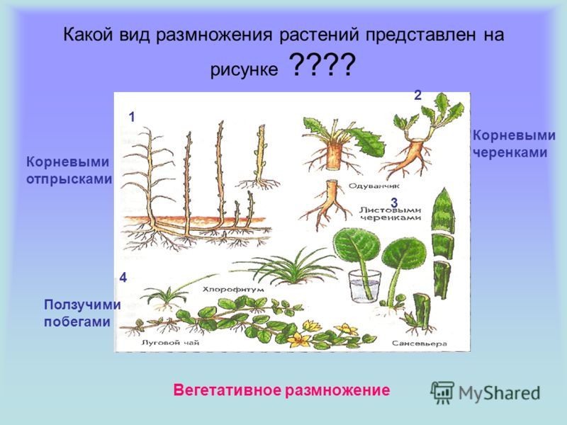 Растения размножающиеся вегетативным путем. Размножение растений. Виды размножения растений. Способы вегетативного размножения. Типы вегетативного размножения растений.