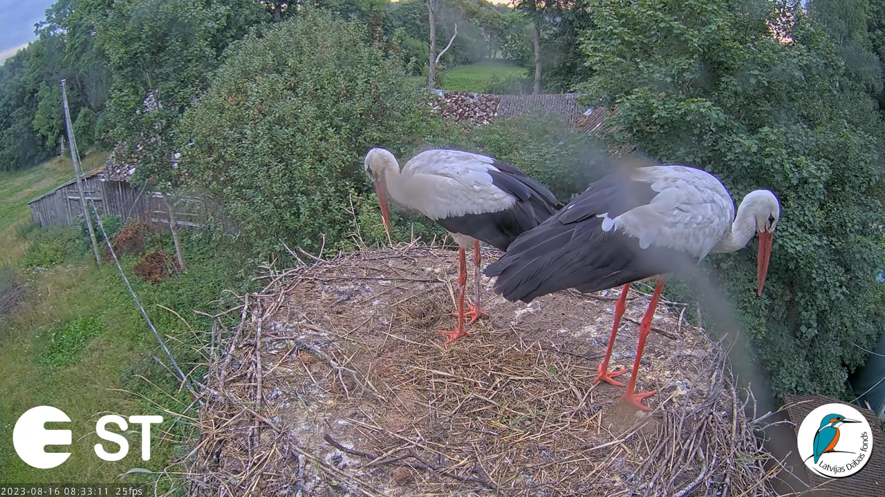 Baltie stārķi (Ciconia ciconia) Tukuma novadā - LDF tiešraide __ White storks in Tukums, Latvia 11-5
