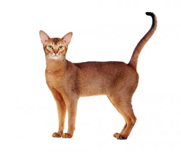 [Image: abyssinian-cats-facts-12108-2-1602619964.webp]
