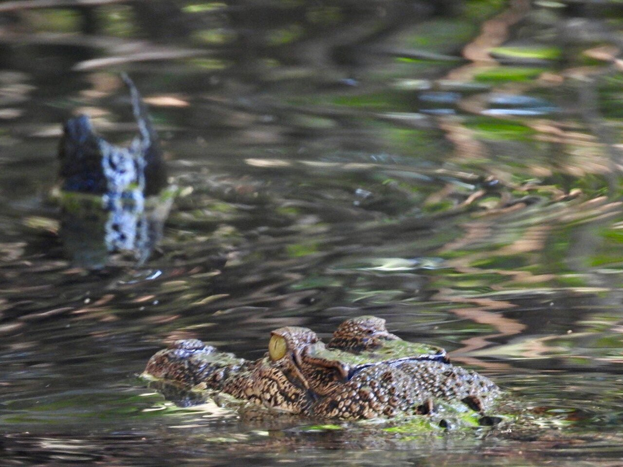 Crocodile 1