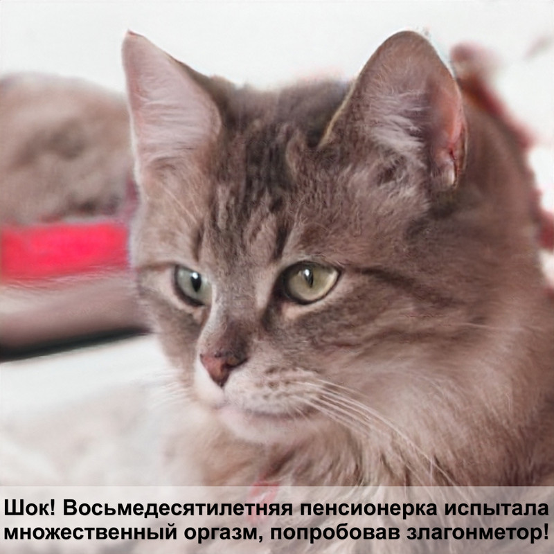 няшные кошки