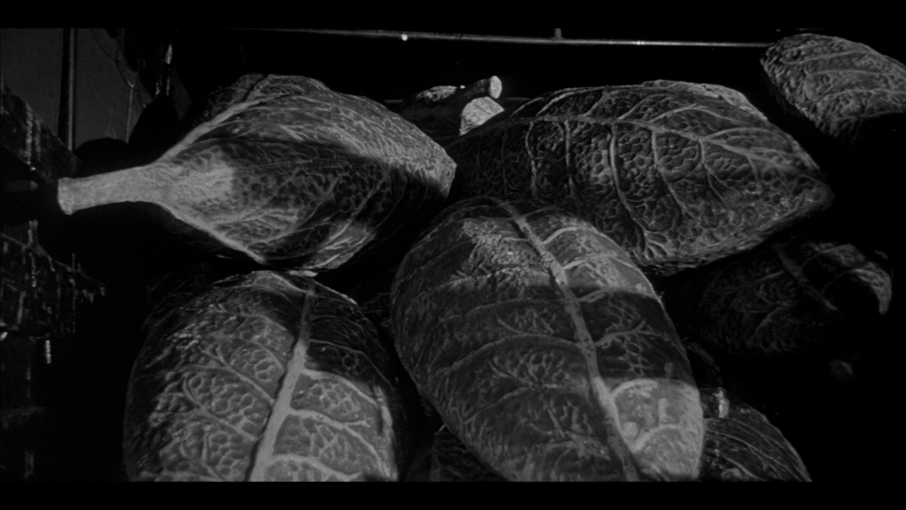 INVASION OF THE BODY SNATCHERS REFERENCE (10)