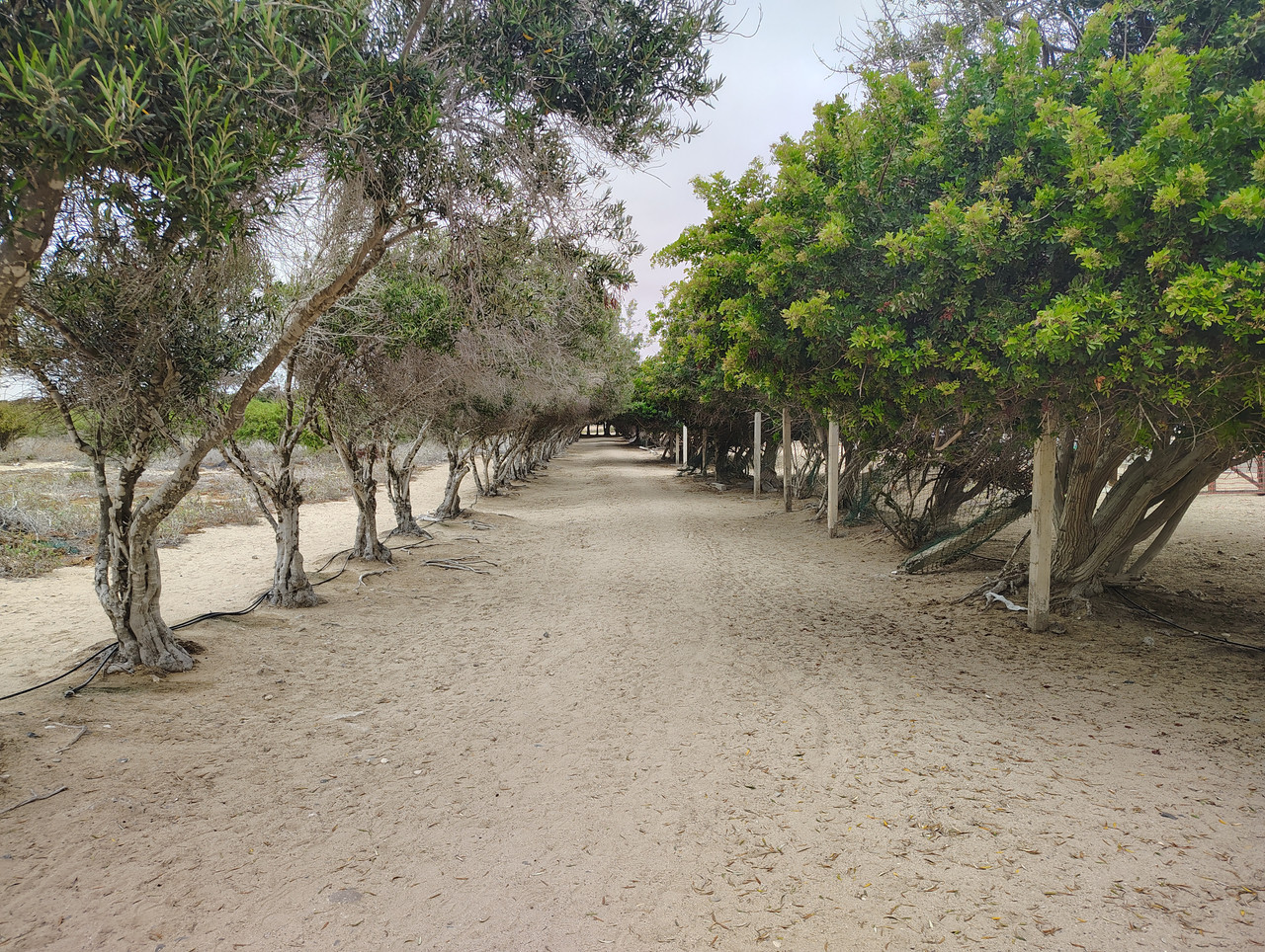 IMG 20260617 100710662 HDR
