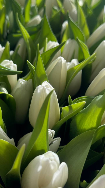 Снежная нежность