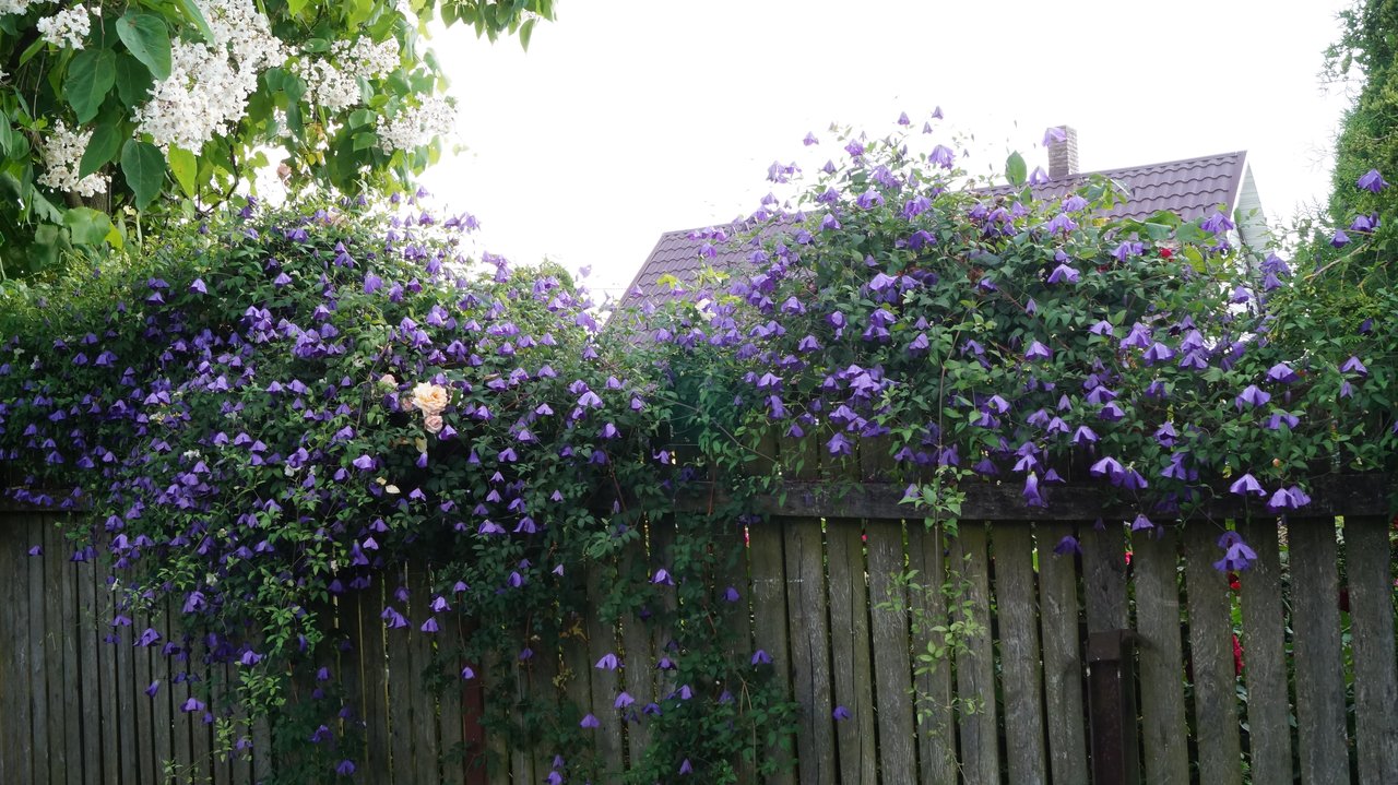 DSC04420
