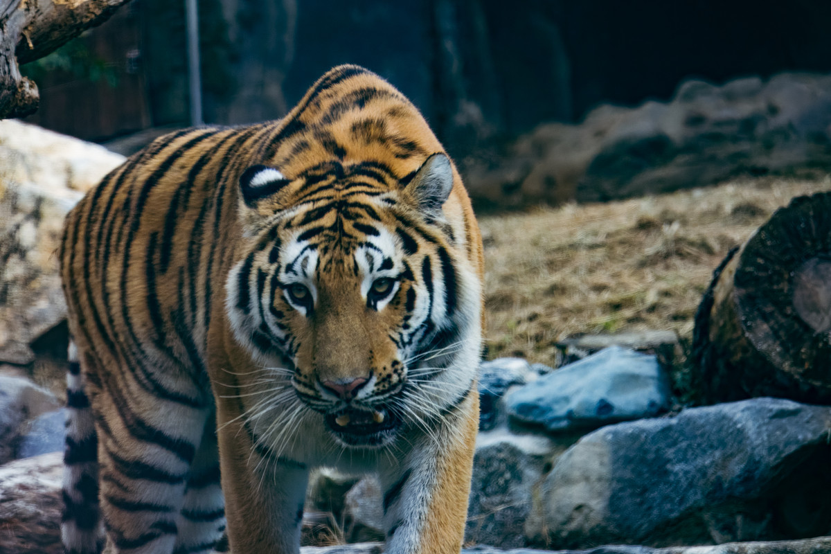 korea2024LRexport-42