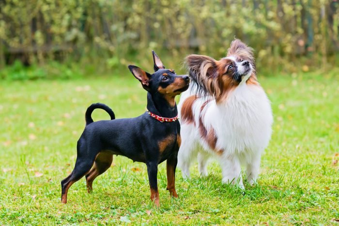 dog-day-3.jpg