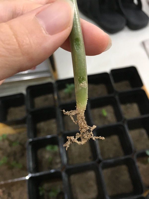 dropped-adenium-skin-fell-off.jpg