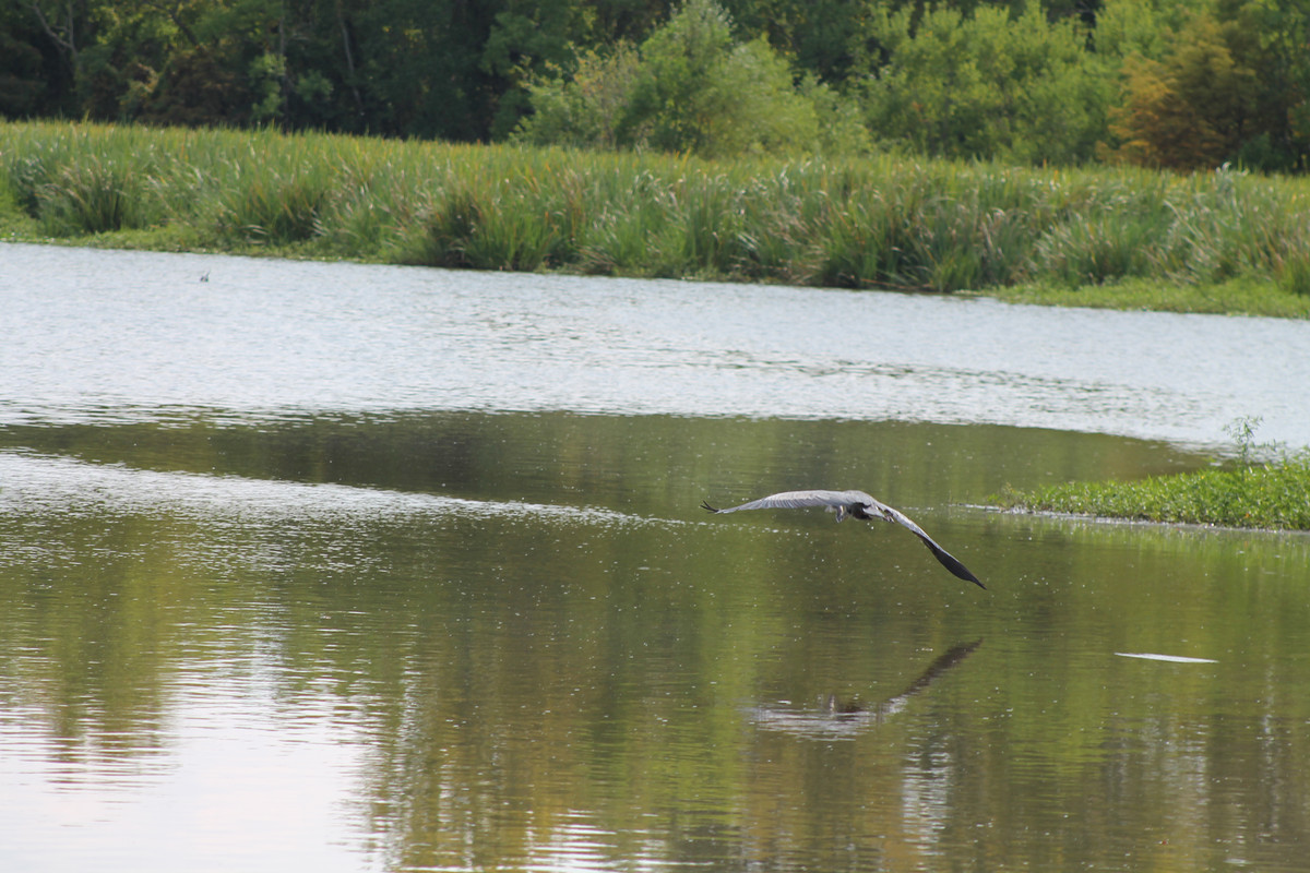 egret-in-flight.jpg